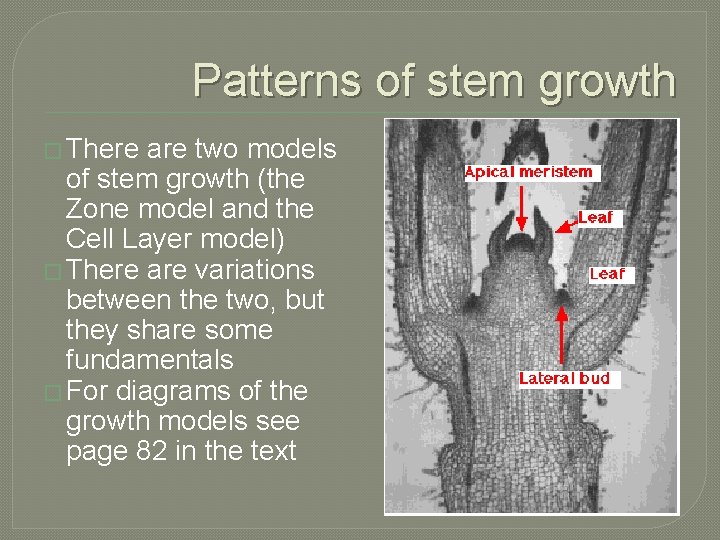 Patterns of stem growth � There are two models of stem growth (the Zone