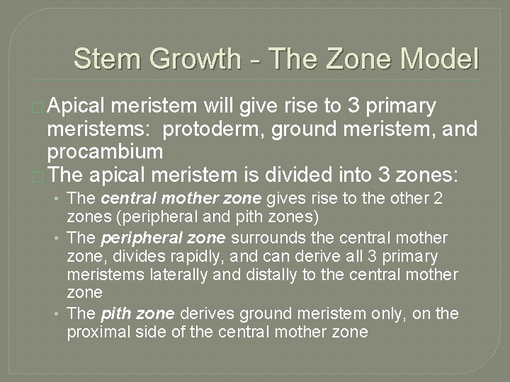 Stem Growth - The Zone Model � Apical meristem will give rise to 3