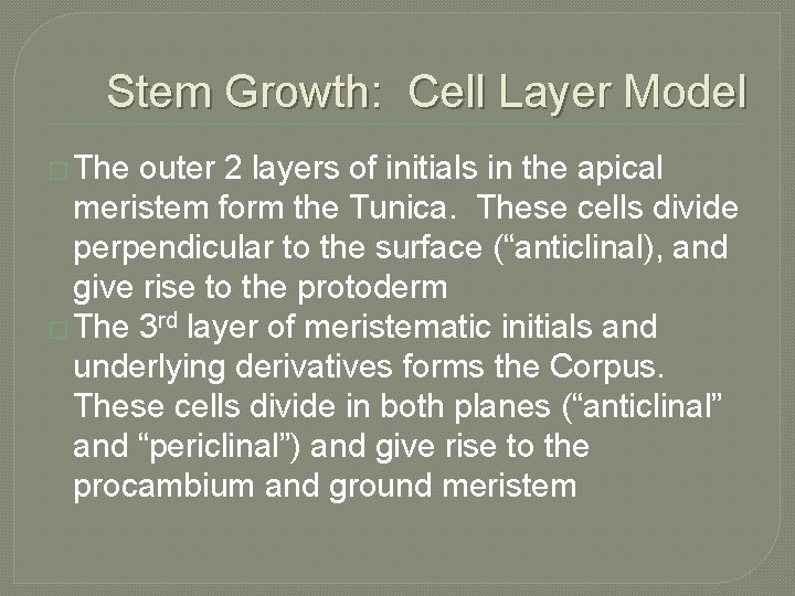 Stem Growth: Cell Layer Model � The outer 2 layers of initials in the