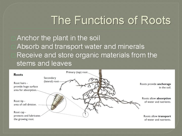 The Functions of Roots � Anchor the plant in the soil � Absorb and