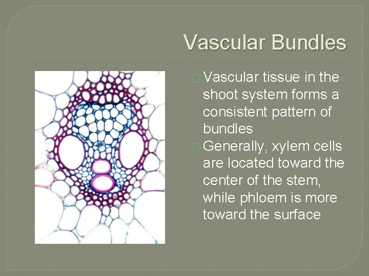 Vascular Bundles � Vascular tissue in the shoot system forms a consistent pattern of