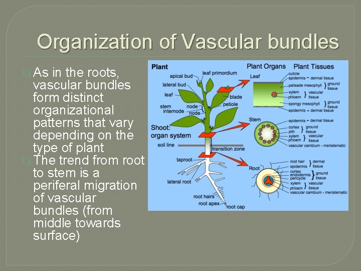 Organization of Vascular bundles � As in the roots, vascular bundles form distinct organizational