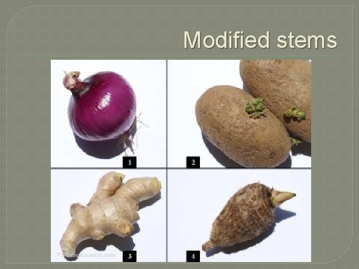 Modified stems 