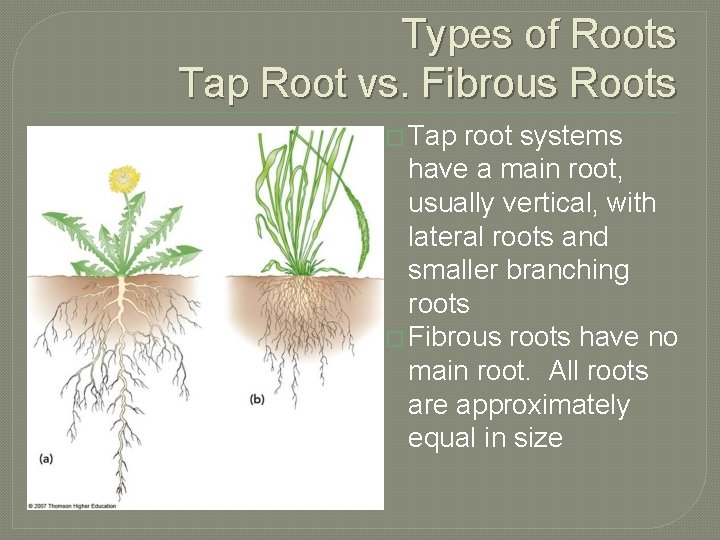 Types of Roots Tap Root vs. Fibrous Roots � Tap root systems have a