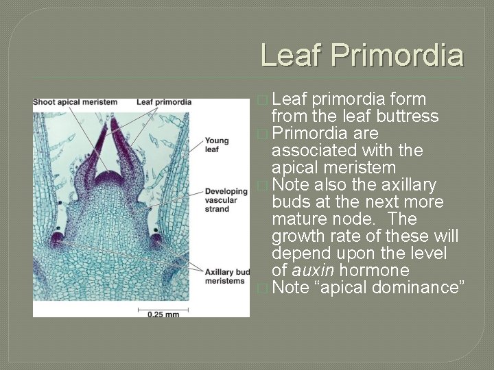 Leaf Primordia � Leaf primordia form from the leaf buttress � Primordia are associated