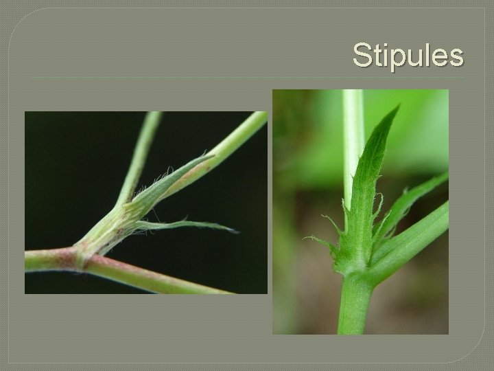 Stipules 