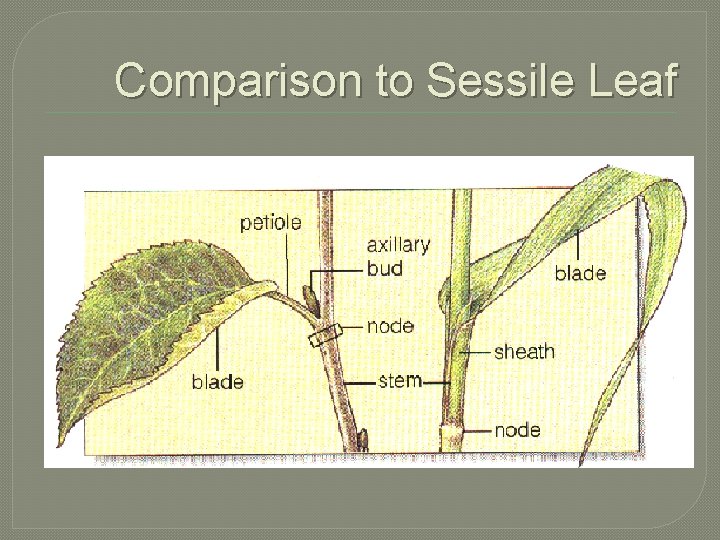 Comparison to Sessile Leaf 