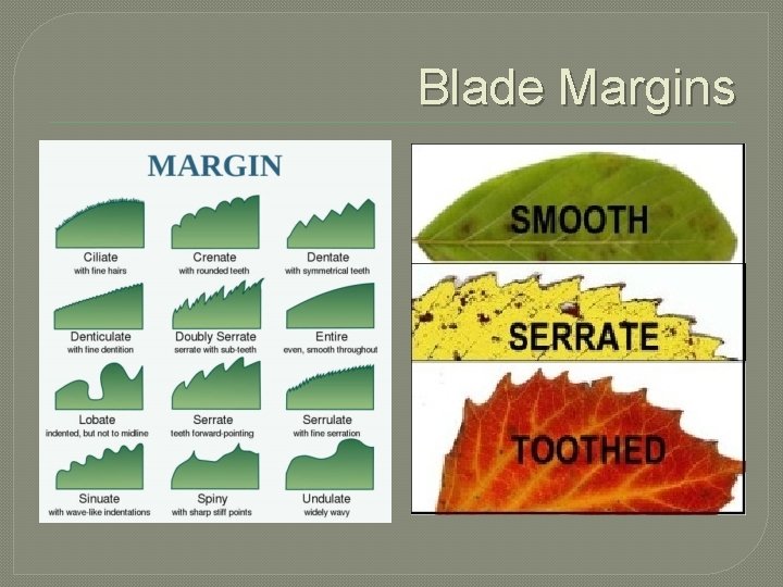 Blade Margins 