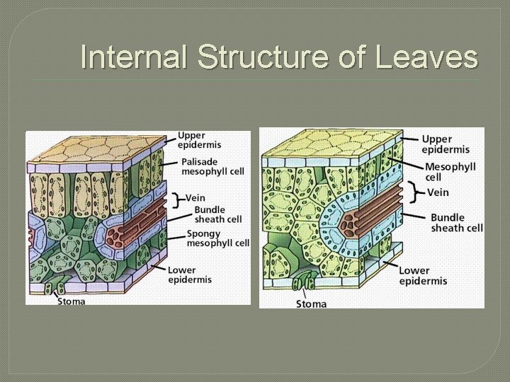 Internal Structure of Leaves 