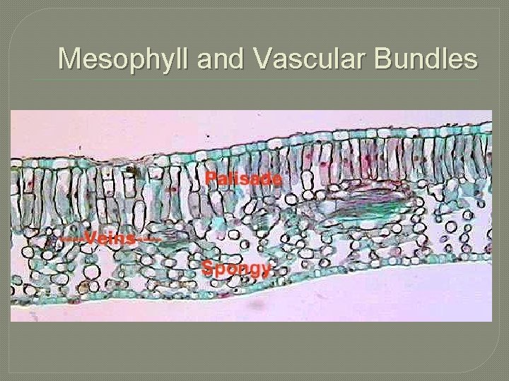 Mesophyll and Vascular Bundles 