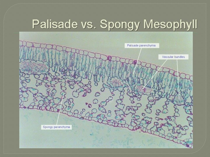 Palisade vs. Spongy Mesophyll 