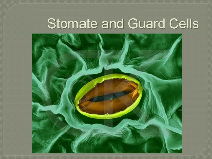 Stomate and Guard Cells 