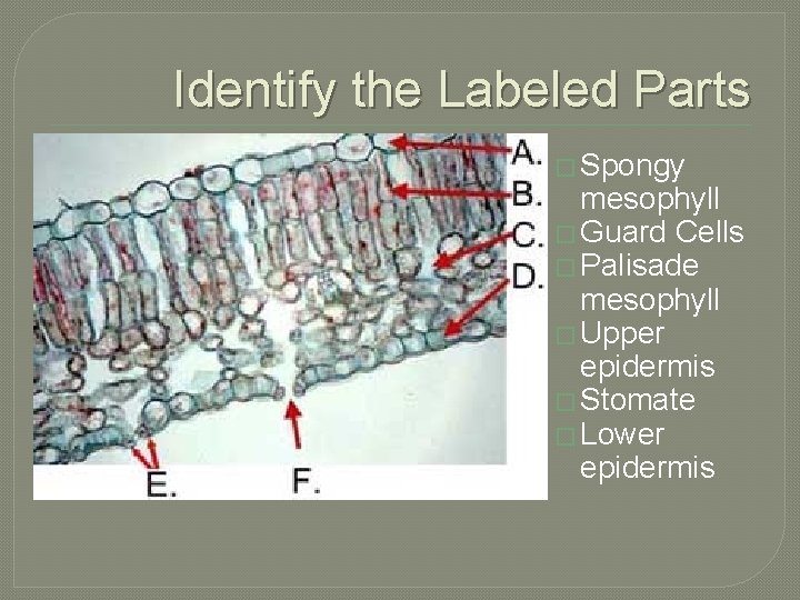 Identify the Labeled Parts � Spongy mesophyll � Guard Cells � Palisade mesophyll �