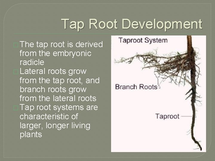 Tap Root Development � The tap root is derived from the embryonic radicle �