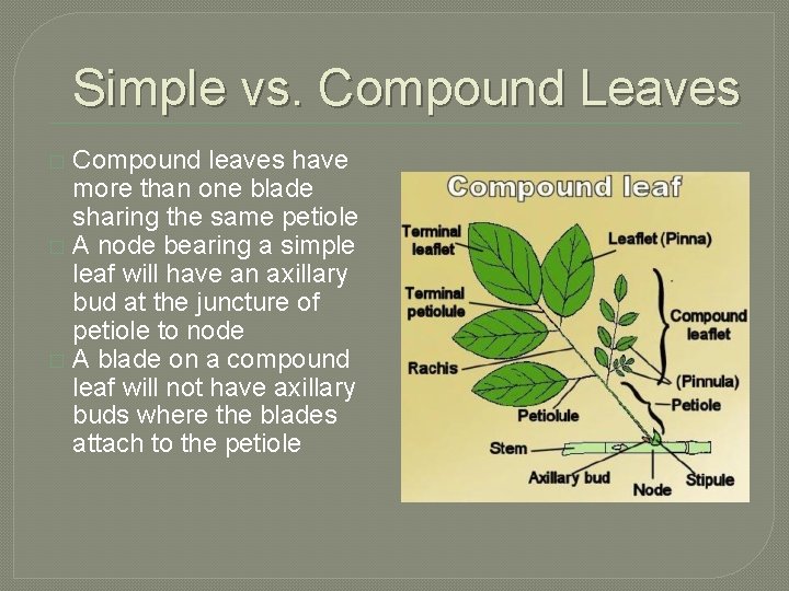 Simple vs. Compound Leaves Compound leaves have more than one blade sharing the same