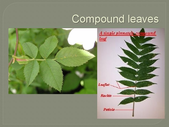 Compound leaves 