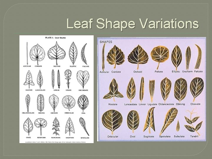 Leaf Shape Variations 