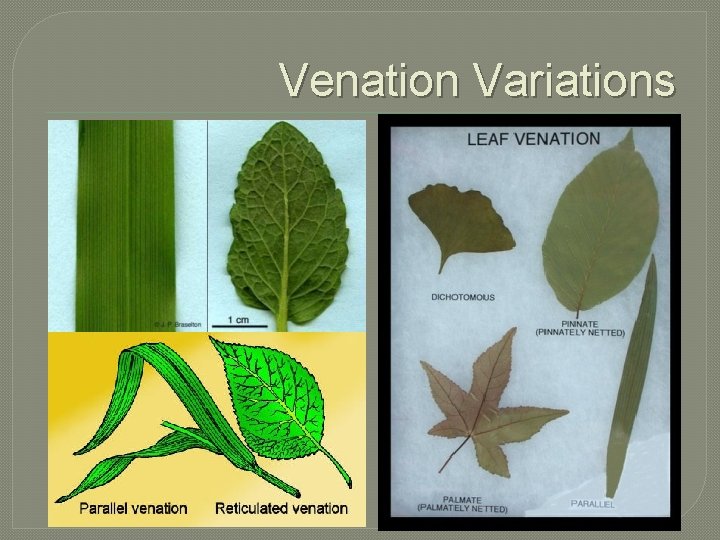 Venation Variations 