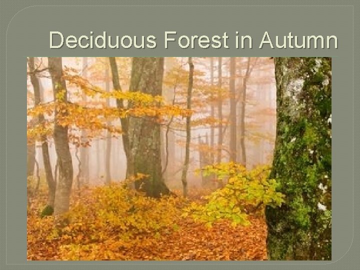 Deciduous Forest in Autumn 