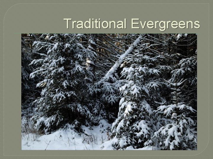 Traditional Evergreens 