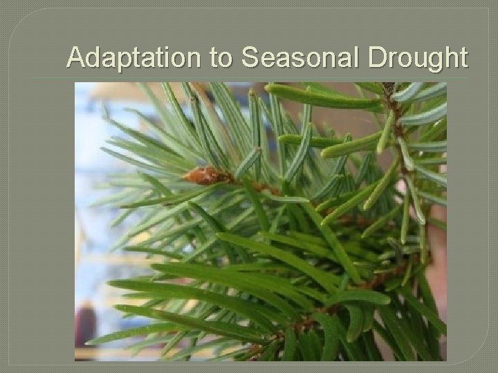 Adaptation to Seasonal Drought 