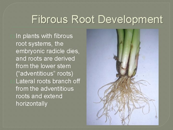 Fibrous Root Development � In plants with fibrous root systems, the embryonic radicle dies,