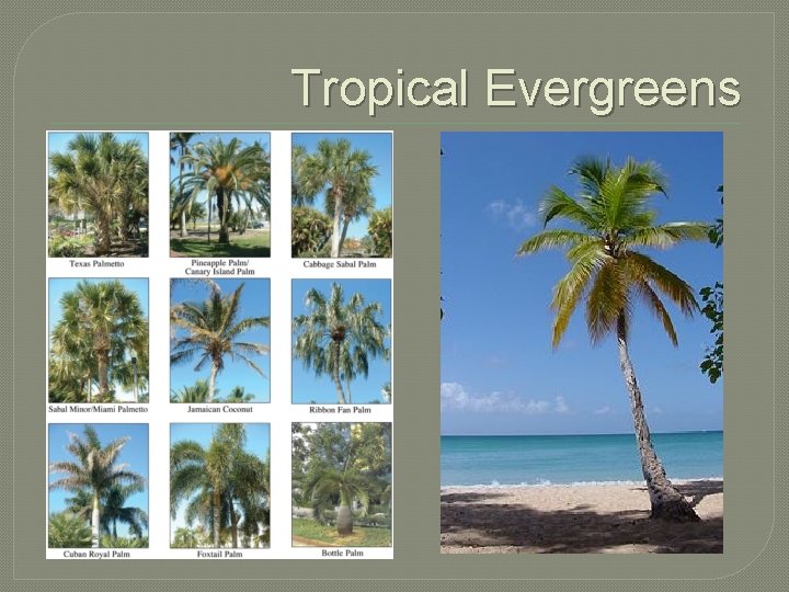 Tropical Evergreens 