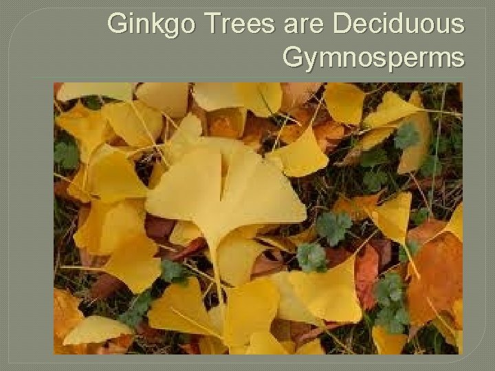 Ginkgo Trees are Deciduous Gymnosperms 