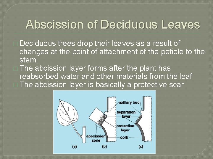 Abscission of Deciduous Leaves � Deciduous trees drop their leaves as a result of