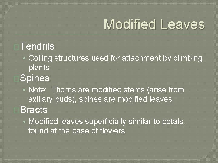 Modified Leaves �Tendrils • Coiling structures used for attachment by climbing plants �Spines •