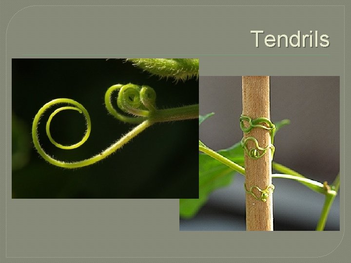 Tendrils 