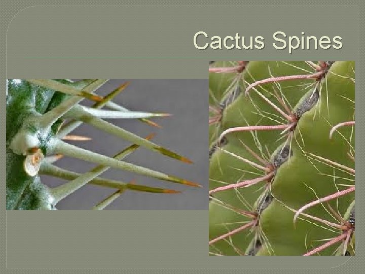 Cactus Spines 