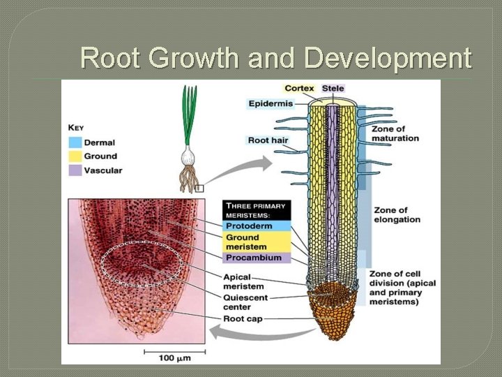 Root Growth and Development 