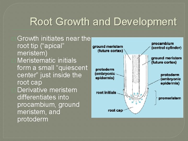 Root Growth and Development � Growth initiates near the root tip (“apical” meristem) �