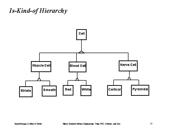 Is-Kind-of Hierarchy Cell Muscle Cell Striate Bernd Bruegge & Allen H. Dutoit Smooth Blood