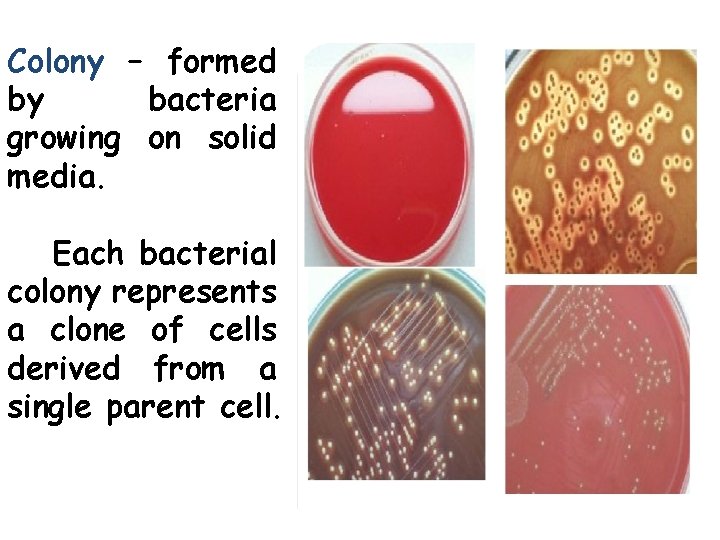 Colony – formed by bacteria growing on solid media. Each bacterial colony represents a