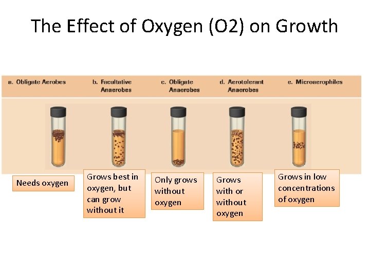 The Effect of Oxygen (O 2) on Growth Needs oxygen Grows best in oxygen,