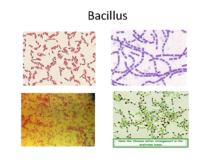 Bacillus 