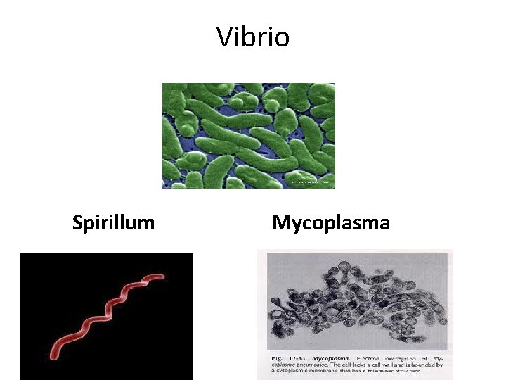 Vibrio Spirillum Mycoplasma 