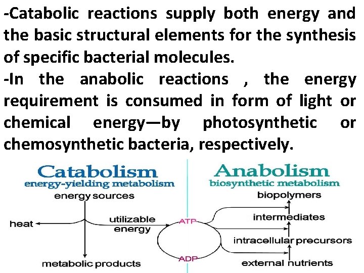 -Catabolic reactions supply both energy and the basic structural elements for the synthesis of