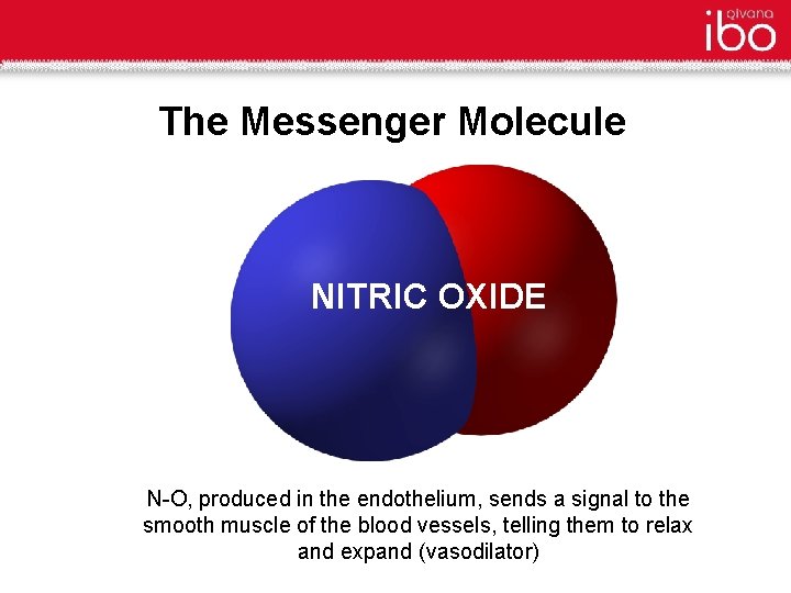 The Messenger Molecule NITRIC OXIDE N-O, produced in the endothelium, sends a signal to