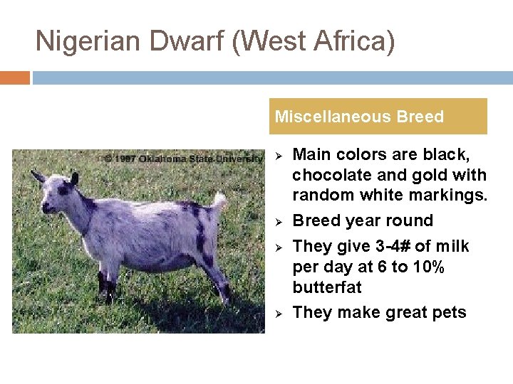 Nigerian Dwarf (West Africa) Miscellaneous Breed Ø Ø Main colors are black, chocolate and