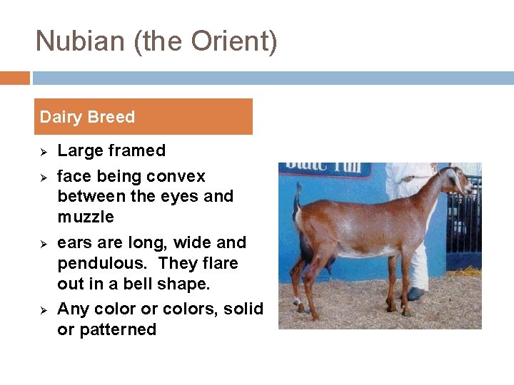 Nubian (the Orient) Dairy Breed Ø Ø Large framed face being convex between the