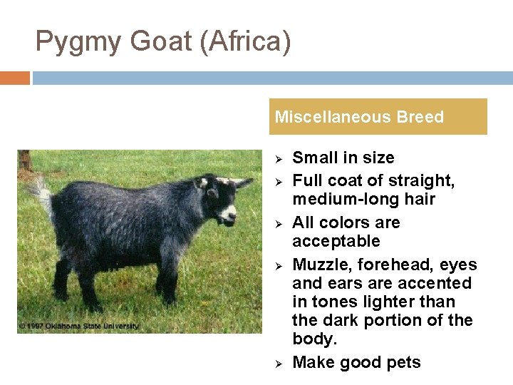 Pygmy Goat (Africa) Miscellaneous Breed Ø Ø Ø Small in size Full coat of