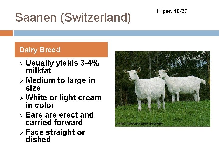 Saanen (Switzerland) Dairy Breed Usually yields 3 -4% milkfat Ø Medium to large in