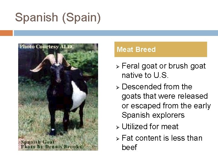 Spanish (Spain) Meat Breed Feral goat or brush goat native to U. S. Ø