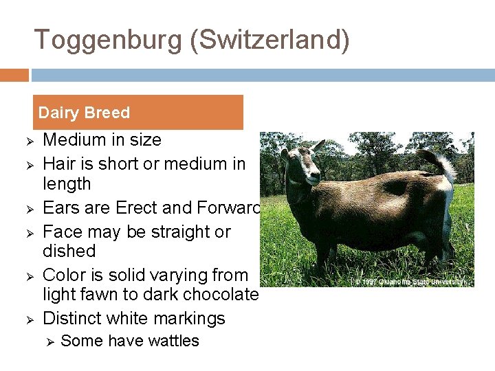 Toggenburg (Switzerland) Dairy Breed Ø Ø Ø Medium in size Hair is short or