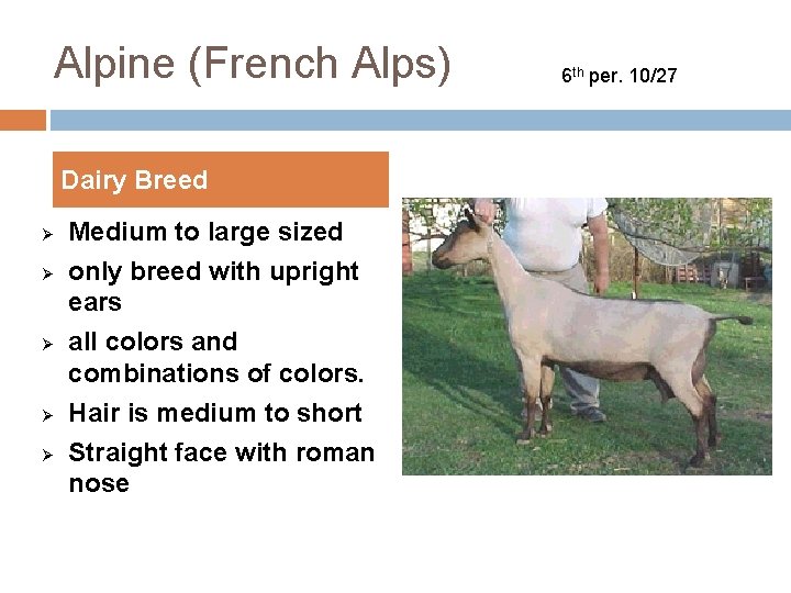 Alpine (French Alps) Dairy Breed Ø Ø Ø Medium to large sized only breed