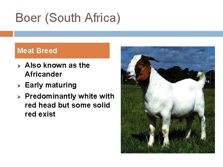 Boer (South Africa) Meat Breed Ø Ø Ø Also known as the Africander Early