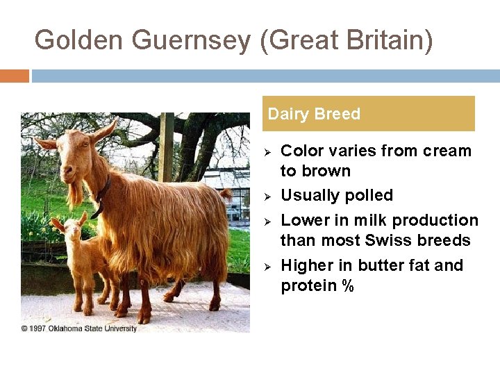 Golden Guernsey (Great Britain) Dairy Breed Ø Ø Color varies from cream to brown